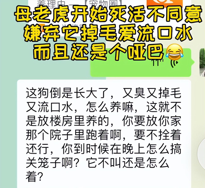 一坨狗图片（一坨：狗界影帝，“狗仗人势”反抗女主人，不会叫是天生还是人为）