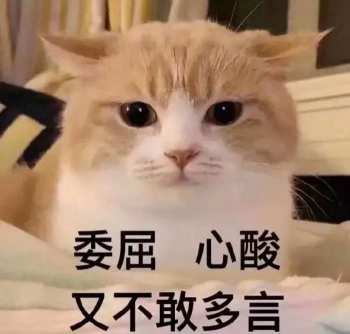 猫的叫声意味着什么（猫咪的叫声在表达什么意思呢？来看看你的“猫语”是否达到了十级）