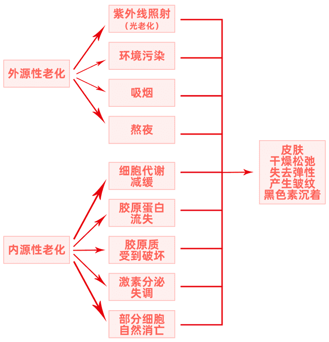 抗老化的成分都有哪些（抗老最全成分表！选对了，你可以一直美下去）