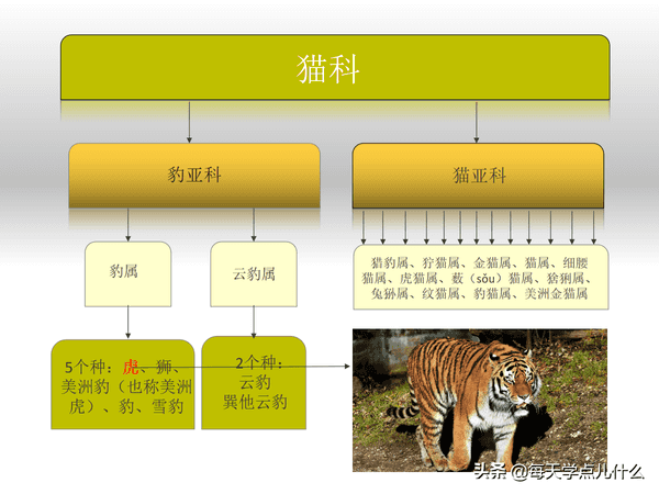 老虎的特点和样子是什么（老虎的特征描述，让你全面了解老虎，快来看看哪些是你不知道的）