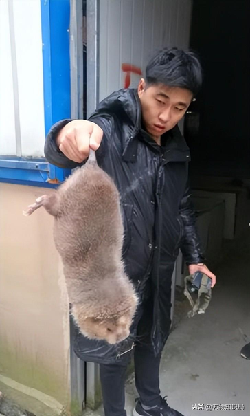 超大的老鼠忽然死在大街上（上海多地发现“巨大老鼠”，最小一只10斤，不仅打不得还吃不得？）