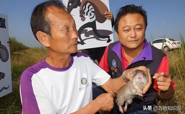 超大的老鼠忽然死在大街上（上海多地发现“巨大老鼠”，最小一只10斤，不仅打不得还吃不得？）