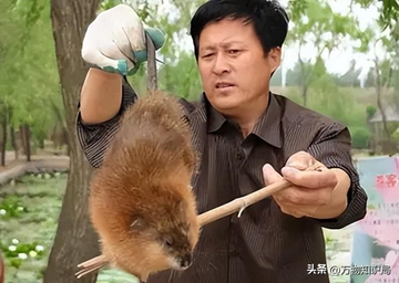 超大的老鼠忽然死在大街上（上海多地发现“巨大老鼠”，最小一只10斤，不仅打不得还吃不得？）