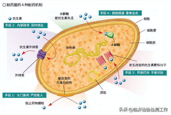 抗生素用药原则口诀（饮食用药小常识每周科普——《抗生素》）